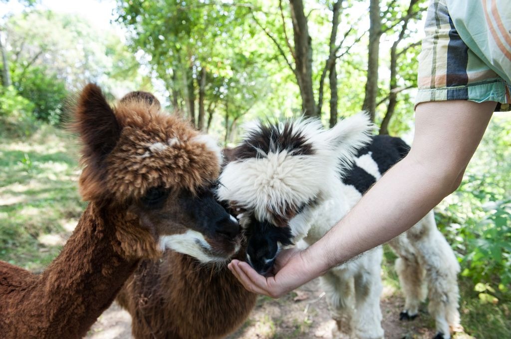 La Montagne des Lamas